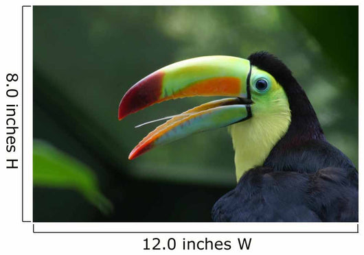 Toucan Profile Wall Mural
