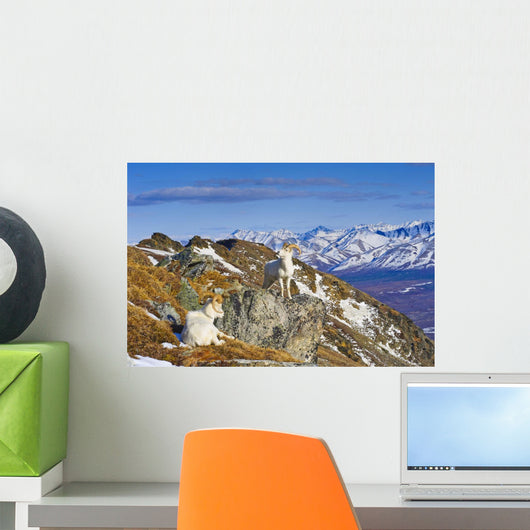 Two Dall Sheep Rams Wall Decal