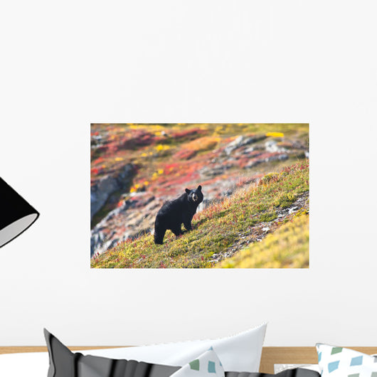 Black Bear Foraging for Wall Decal