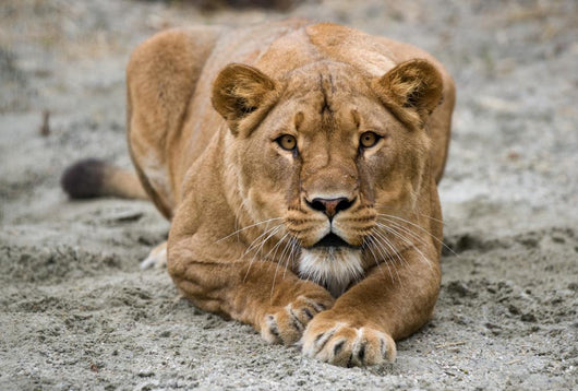 Lioness Wall Mural