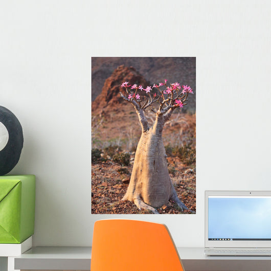 Bottle Tree - Adenium Obesum – Endemic Tree of Socotra Island Wall Mural
