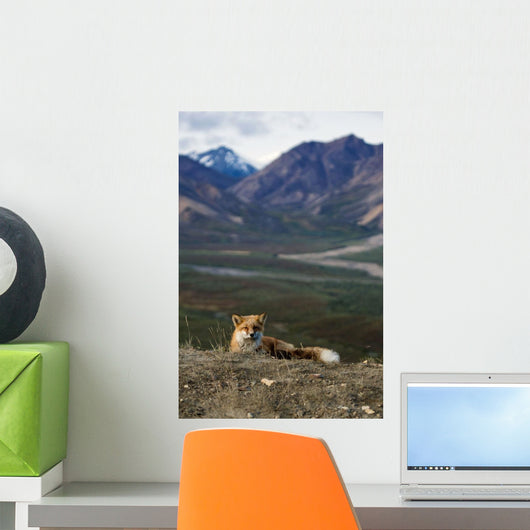 Red Fox Resting near Wall Decal