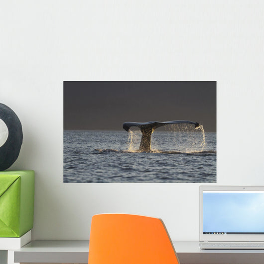 Up Humpback Whale Tail Wall Decal Design 3