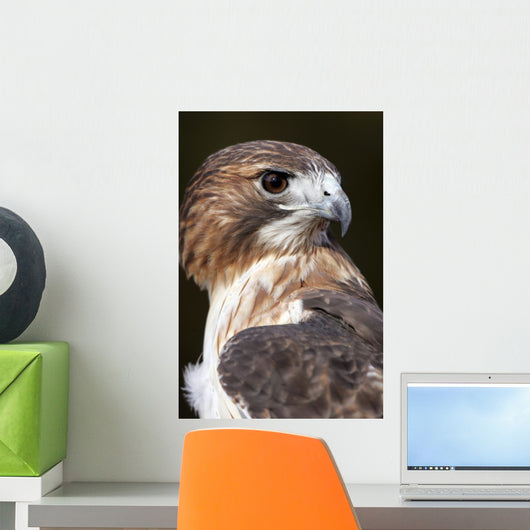 red tailed hawk profile Wall Mural