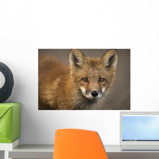 Up Portrait Red Fox Wall Decal