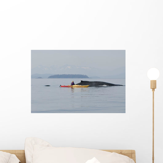 Humpback Whale Surfaces near Wall Decal Design 1