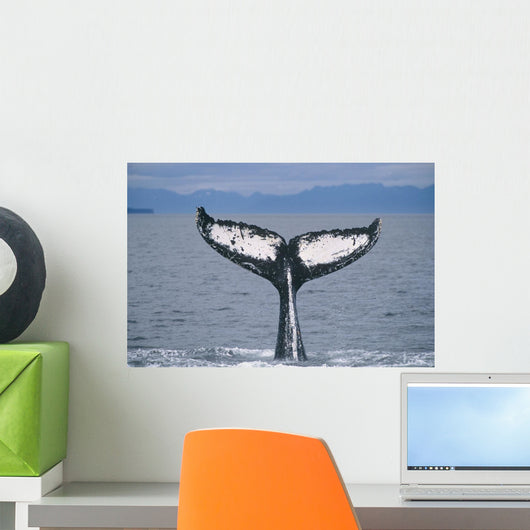 Humpback Whale Fluke Frederick Wall Decal Design 2