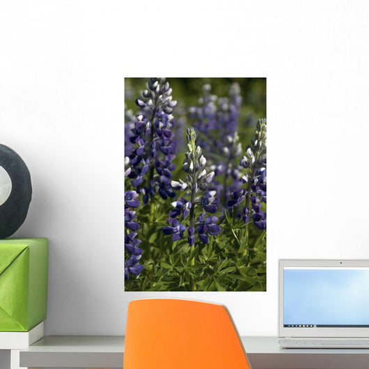Up Lupine Wildflowers Alaska Wall Decal