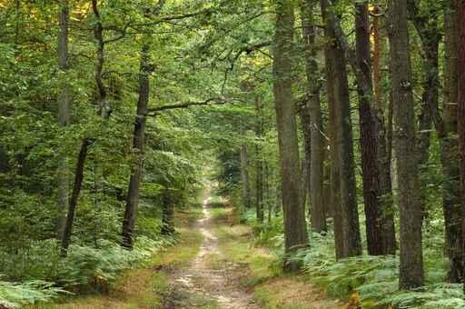 Forest Wall Decal Design 4