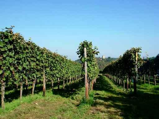 Weinreben Wall Decal