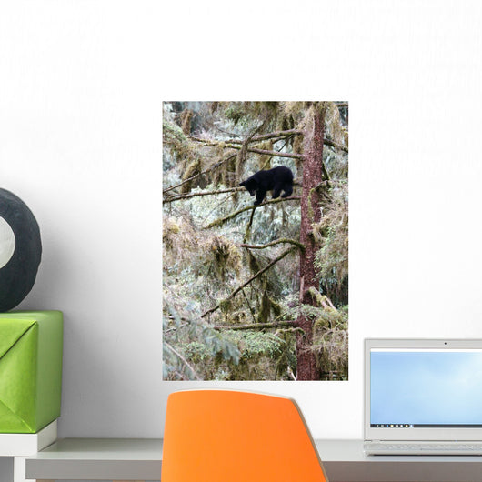 Black Bear Cub up Wall Decal
