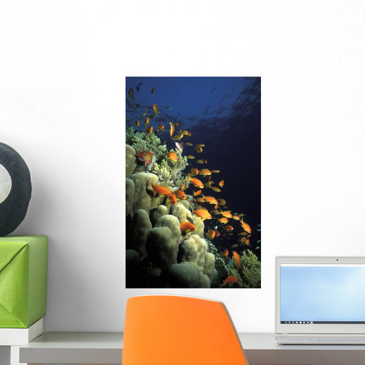 Orange Lyretail Anthies Swarming Wall Decal