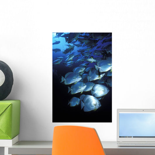 Schooling Circular Batfish Wall Decal