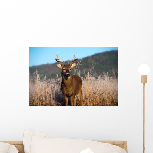 Whitetail Buck Standing Meadow Wall Mural