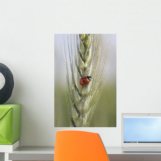 Up Ladybug Wall Decal
