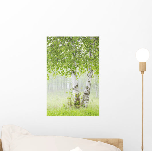 Birch Trees Fog Thunder Wall Decal 2