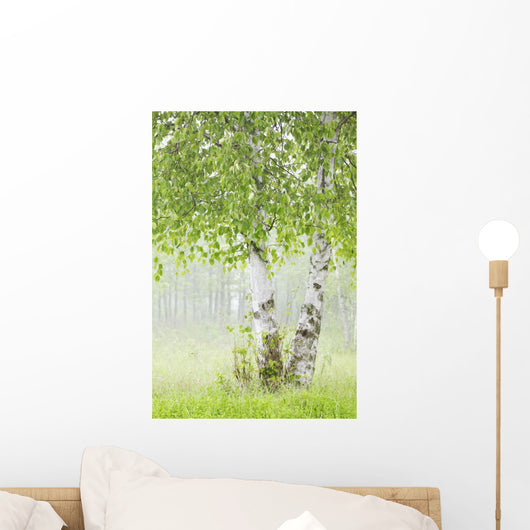 Birch Trees Fog Thunder Wall Decal 2