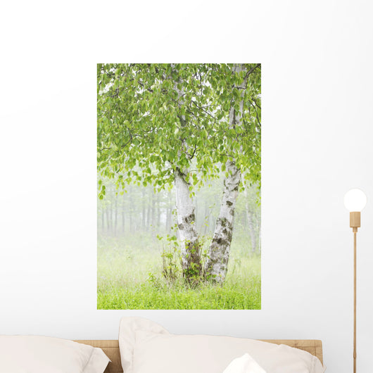 Birch Trees Fog Thunder Wall Decal 2