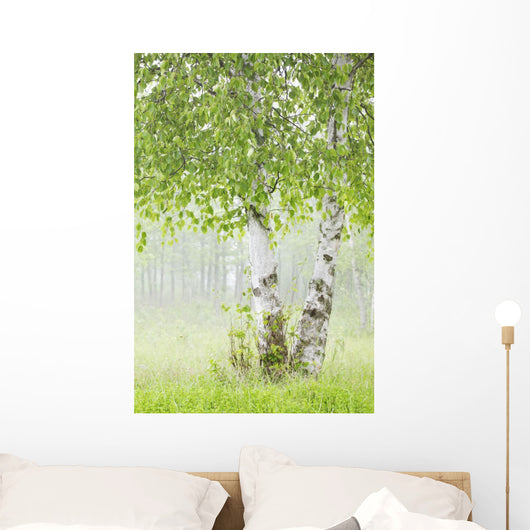 Birch Trees Fog Thunder Wall Decal 2