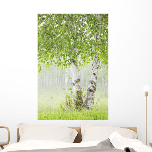 Birch Trees Fog Thunder Wall Decal 2