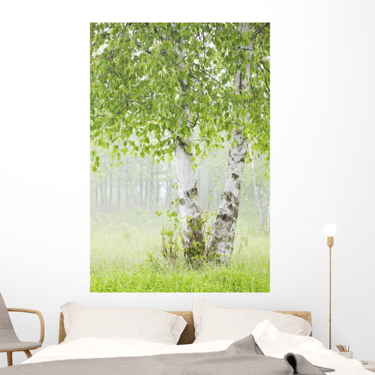 Birch Trees Fog Thunder Wall Decal 2