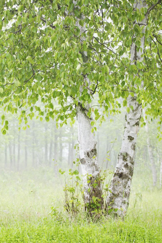 Birch Trees Fog Thunder Wall Decal 2