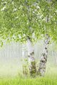 Birch Trees Fog Thunder Wall Decal 2