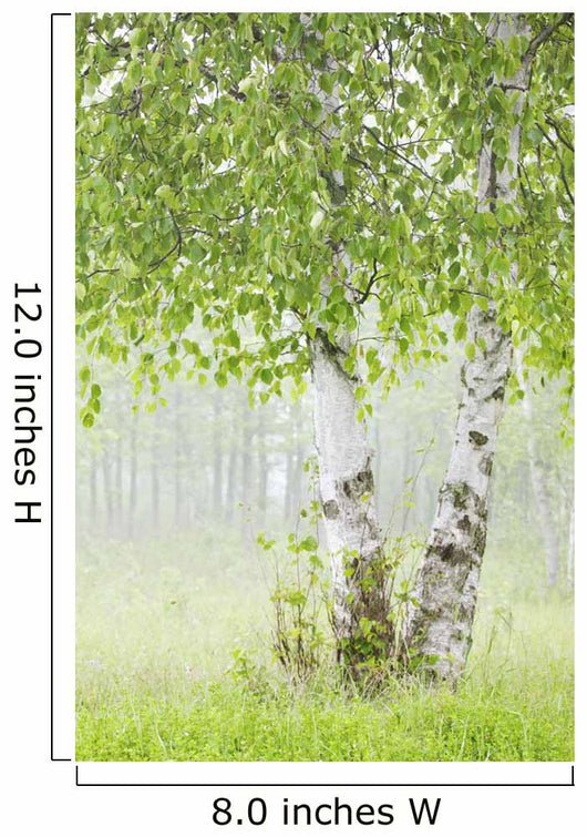Birch Trees Fog Thunder Wall Decal 2