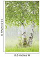Birch Trees Fog Thunder Wall Decal 2