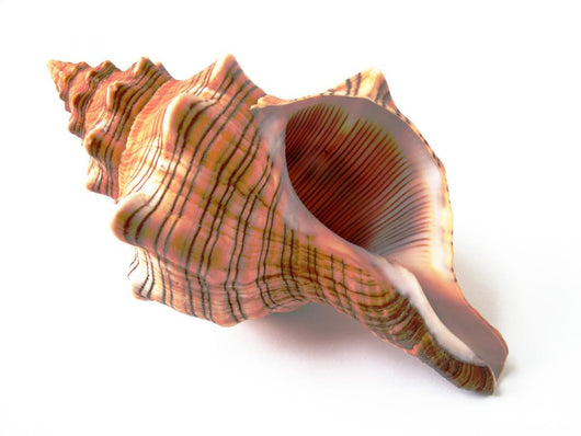 Shell Wall Decal