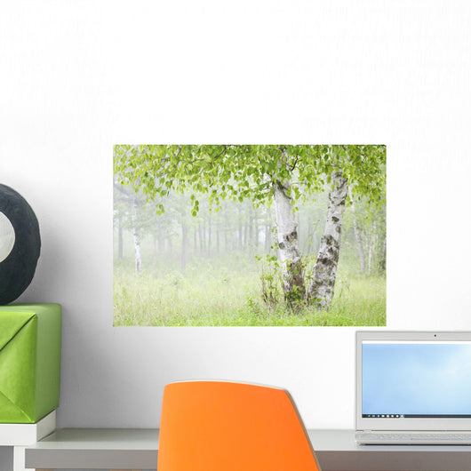 Birch Trees Fog Thunder Wall Decal 1