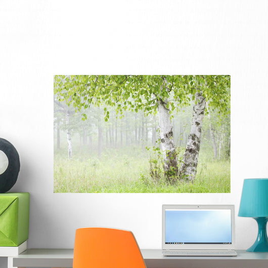 Birch Trees Fog Thunder Wall Decal 1