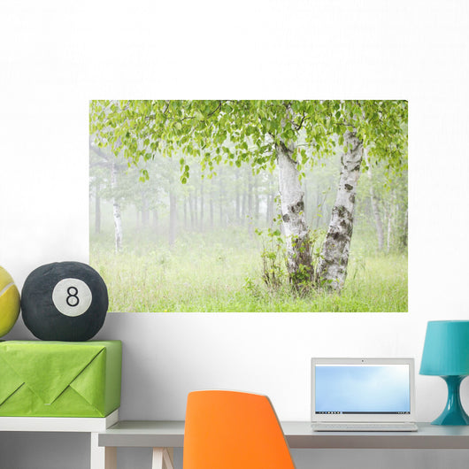 Birch Trees Fog Thunder Wall Decal 1