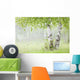 Birch Trees Fog Thunder Wall Decal 1