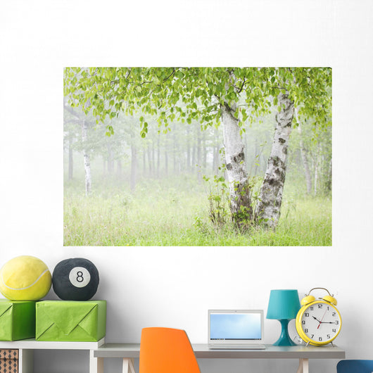 Birch Trees Fog Thunder Wall Decal 1