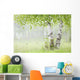Birch Trees Fog Thunder Wall Decal 1