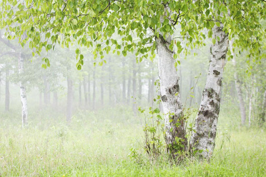Birch Trees Fog Thunder Wall Decal 1