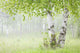 Birch Trees Fog Thunder Wall Decal 1