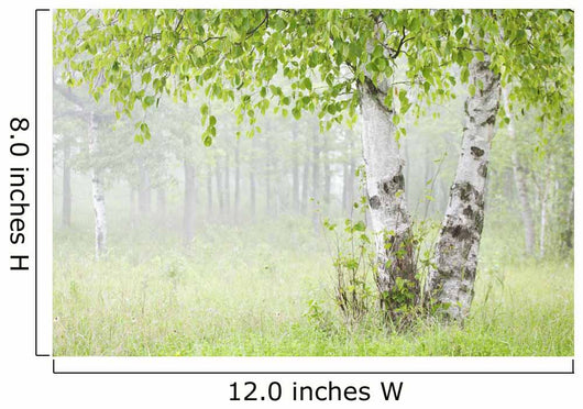 Birch Trees Fog Thunder Wall Decal 1