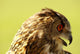 Owl Owl Wall Mural