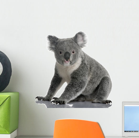Side Young Koala 14