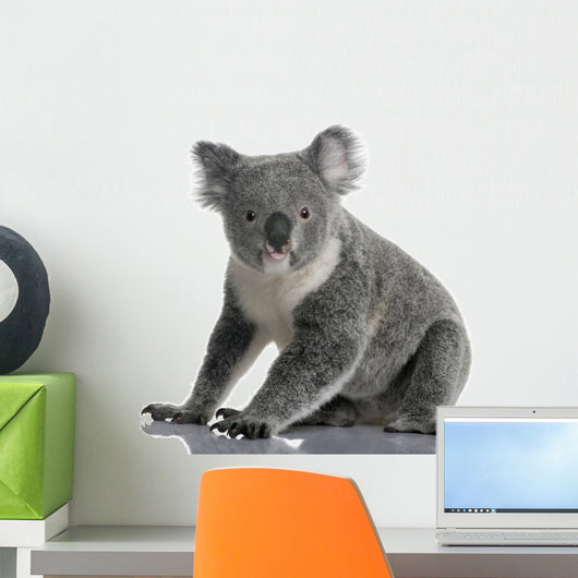 Side Young Koala 14