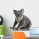 Side Young Koala 14