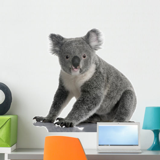 Side Young Koala 14
