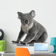 Side Young Koala 14