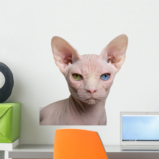 Close-up Sphynx Cat 1 Wall Decal