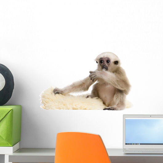 Side Young Pileated Gibbon Wall Decal