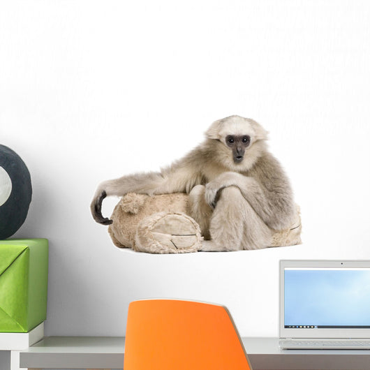 Young Pileated Gibbon 1 Wall Decal