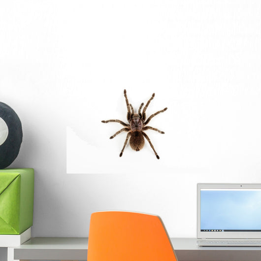 Groe Spinne