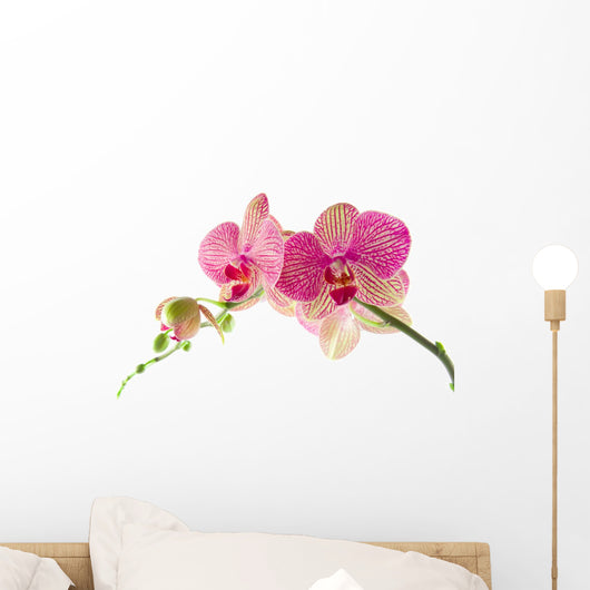 Orchid